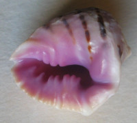 Drupa iodostoma    (Lesson, 1840) 
